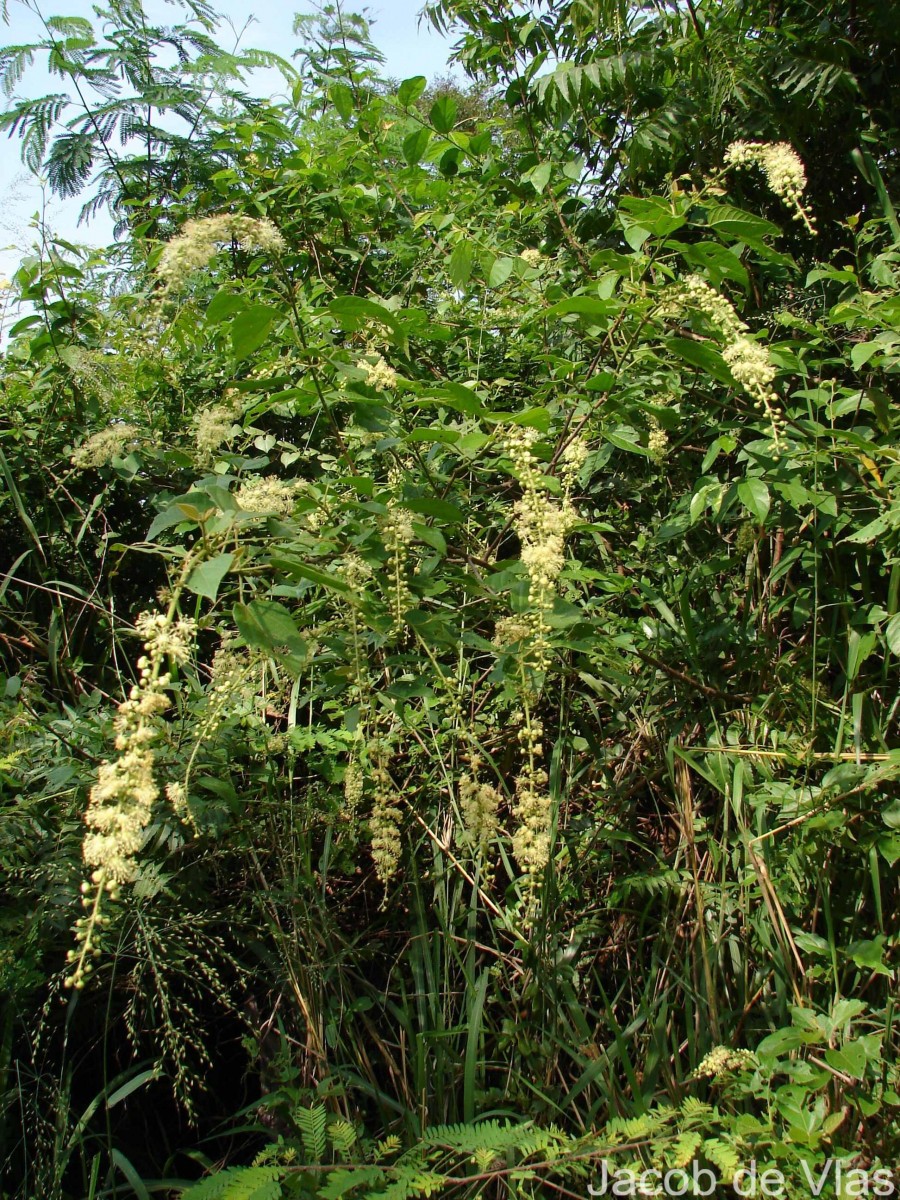 Croton caudatus Geiseler